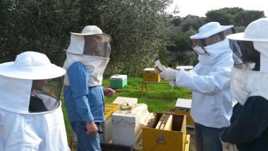 μελισσοκομία-για-ρχάριους5